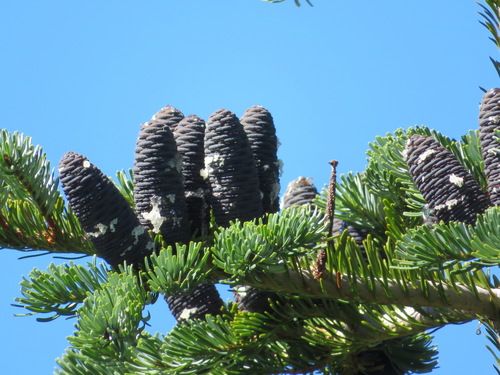 Maries's fir (Abies mariesii)