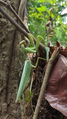 Hierodula tenuidentata