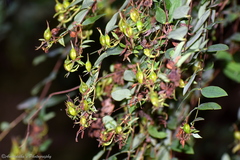 Hypericum oblongifolium
