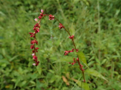 Persicaria pubescens