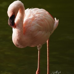 Phoenicopteridae