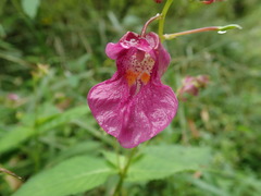 Impatiens textorii