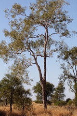 Corymbia terminalis