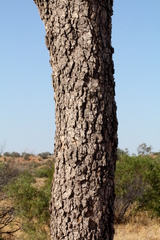 Corymbia terminalis