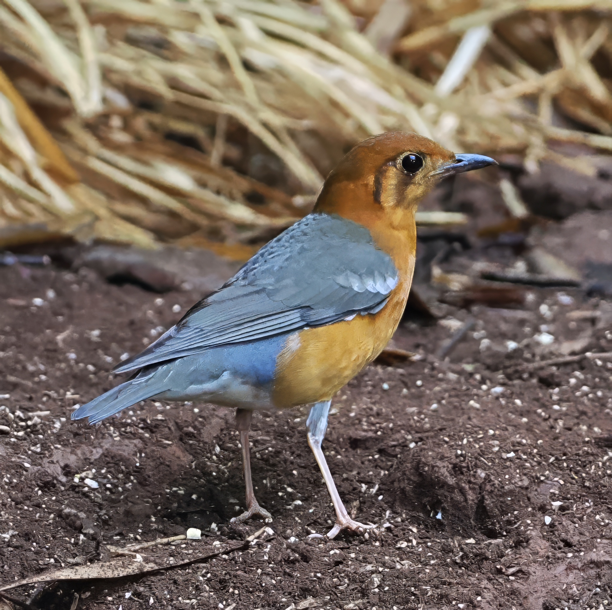 Orange-headed Thrush