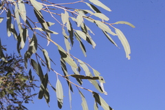 Corymbia terminalis