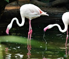 Phoenicopteridae