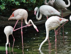 Phoenicopteridae