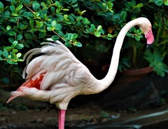 Phoenicopteridae