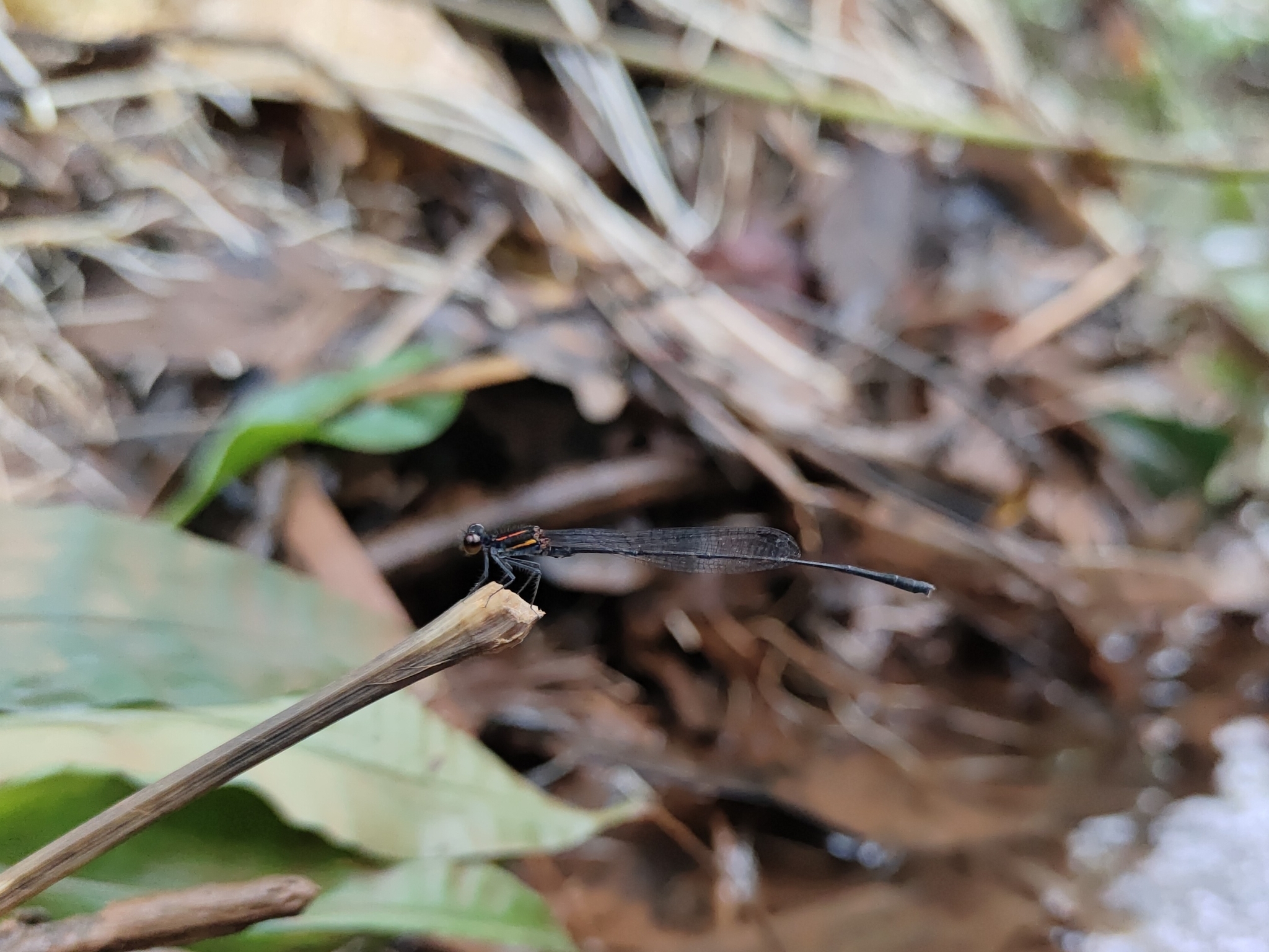 Orange-Striped Threadtail