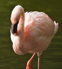 Phoenicopteridae