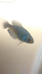 Austrolebias bellottii