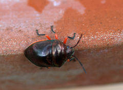 Lampromicra aerea
