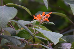 Colquhounia coccinea