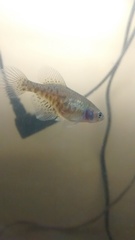 Austrolebias bellottii