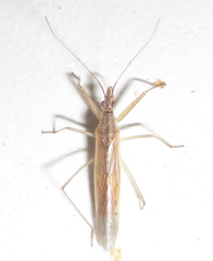 Nabis capsiformis
