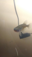 Austrolebias bellottii