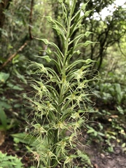 Habenaria pantlingiana