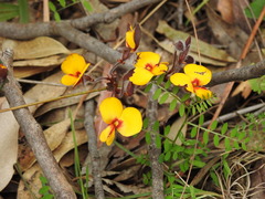 Platylobium infecundum