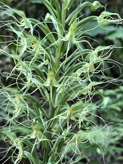 Habenaria pantlingiana