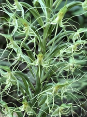 Habenaria pantlingiana