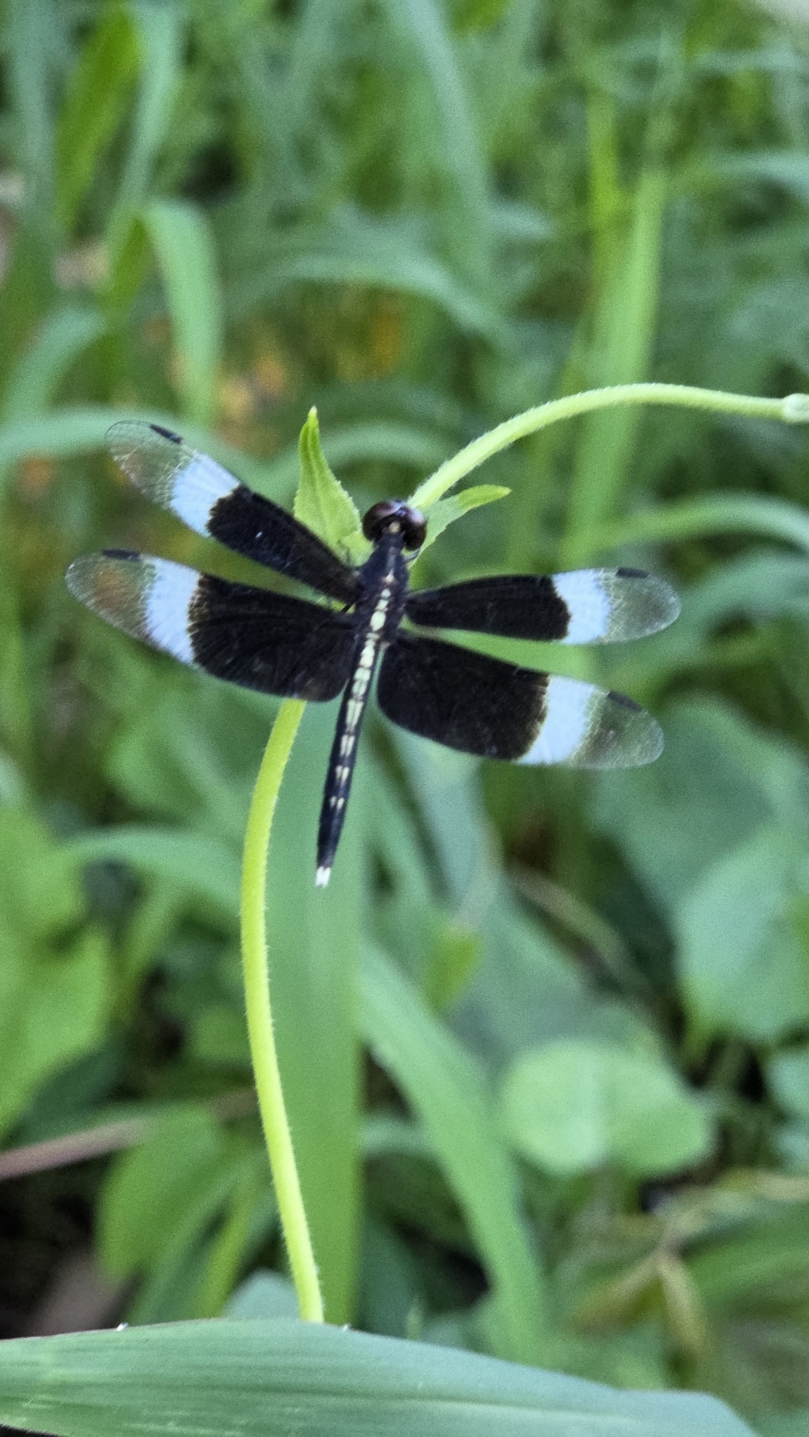 Pied Paddy Skimmer