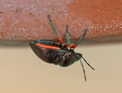 Lampromicra aerea