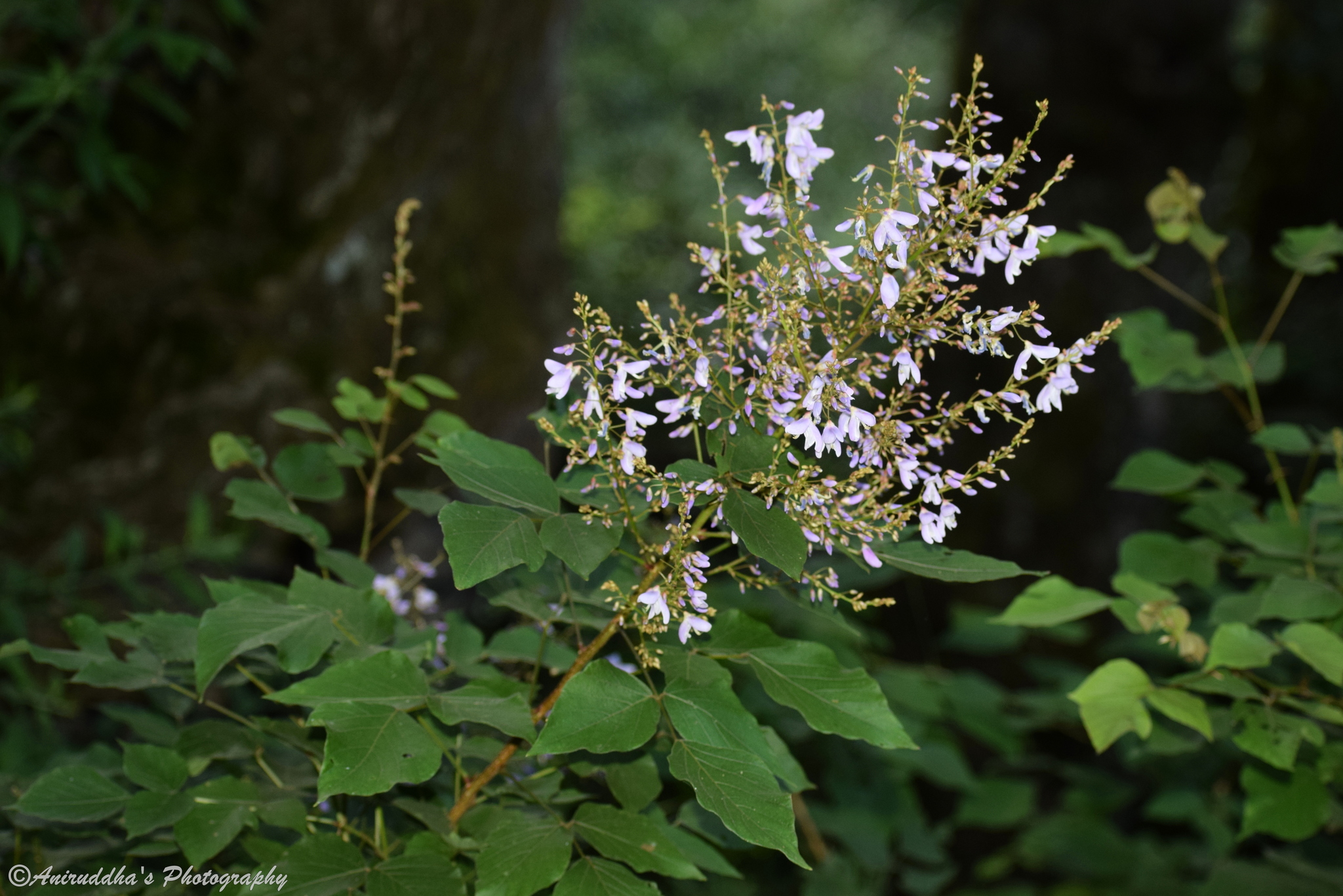 Desmodium elegans