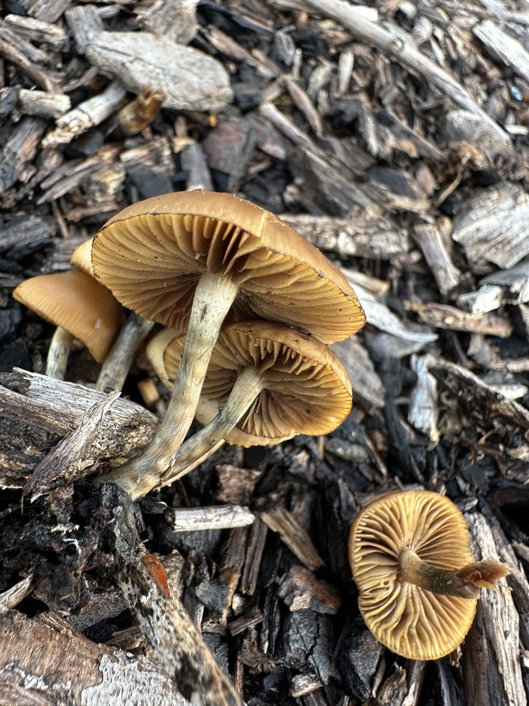 Psilocybe subaeruginosa · June 2025 · photo: © marmalade101 (iNaturalist, cc0)