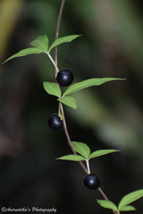 Dioscorea melanophyma