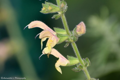 Salvia nubicola