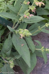 Salvia nubicola