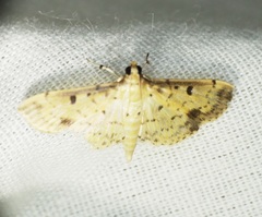 Herpetogramma cynaralis