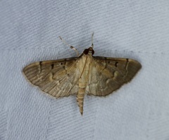 Herpetogramma rudis