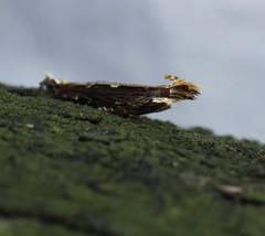 Hypatima spathota