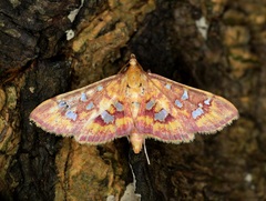 Ischnurges gratiosalis