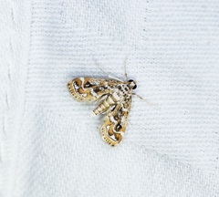 Parapoynx diminutalis