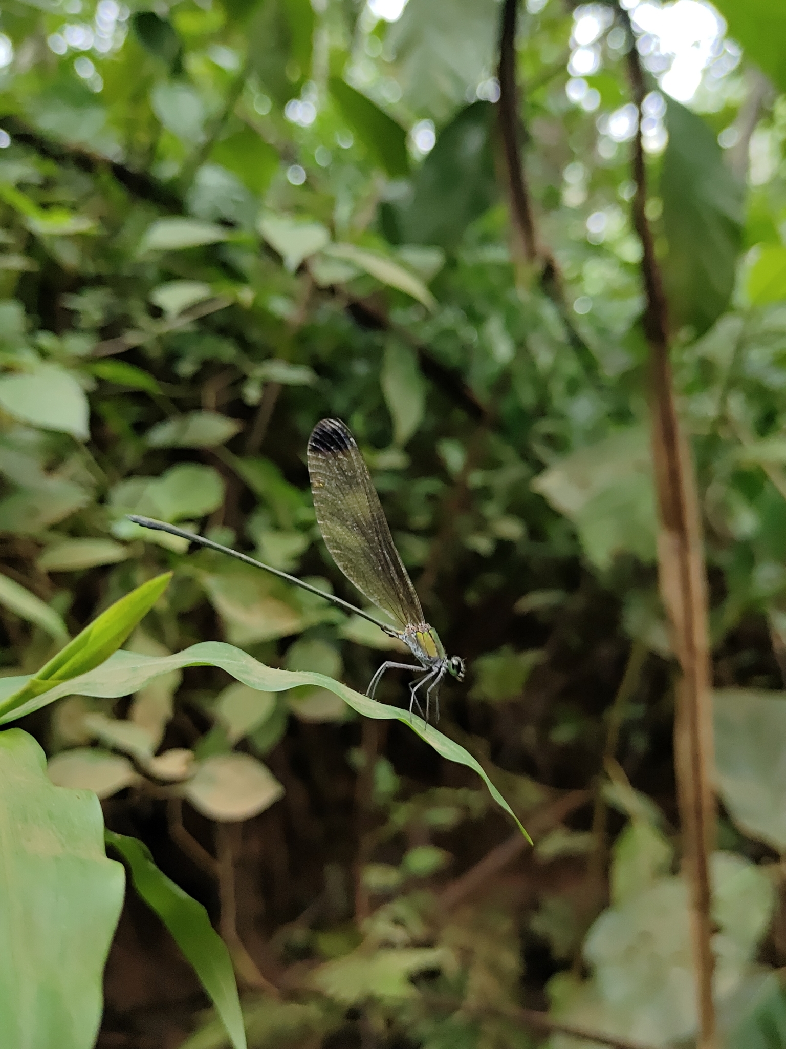 Black-Tip Flashwing