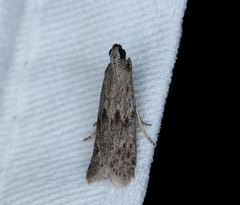 Copamyntis leptocosma