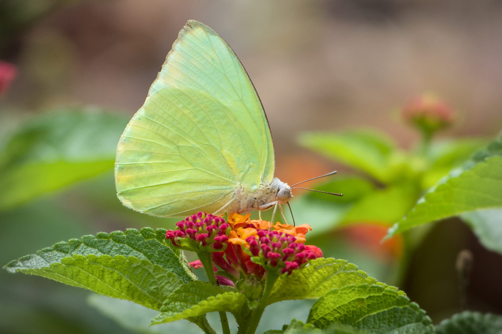 Lemon Emigrant