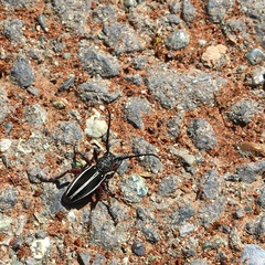 Dorcadion scabricolle