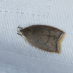 Scythropiodes