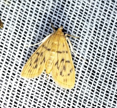 Tabidia obvia