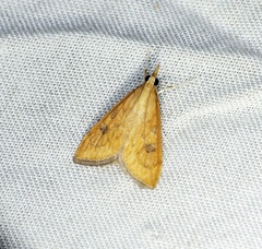 Udea testacea