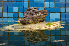 Asian Common Toad photo 4