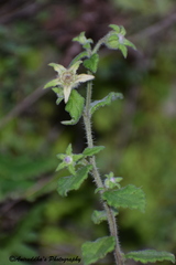 Campanula pallida