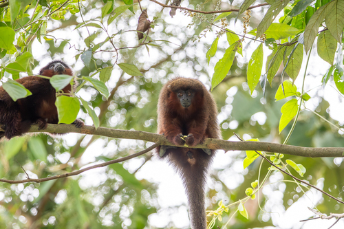 Toppin's Titi