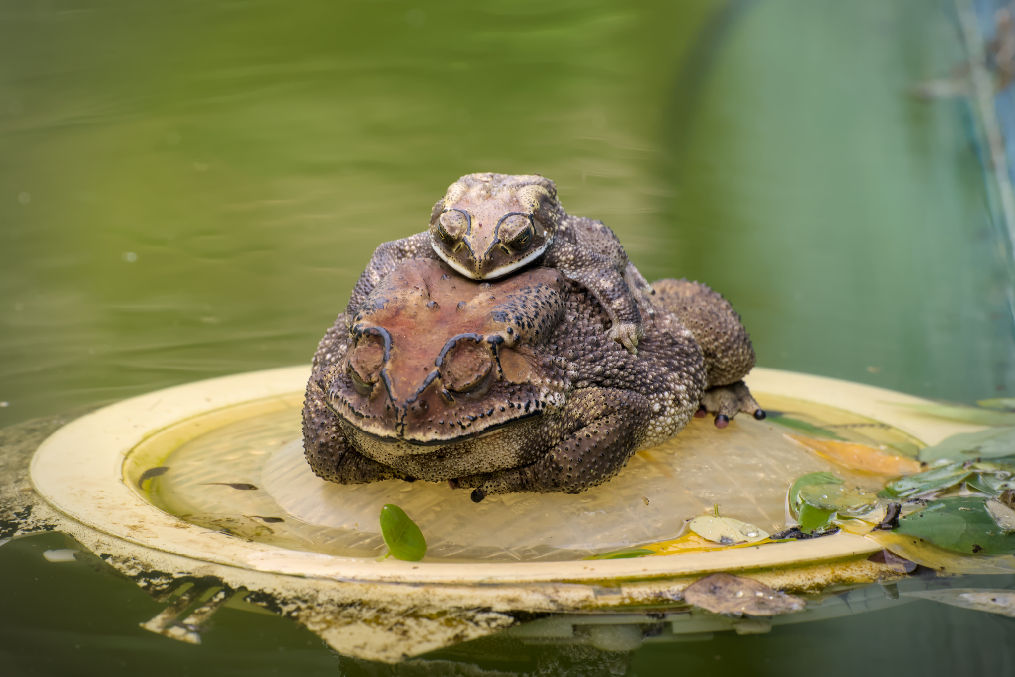 Indian Common True Toad