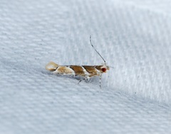 Pyroderces