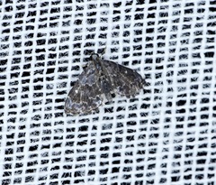 Drosophantis caeruleata